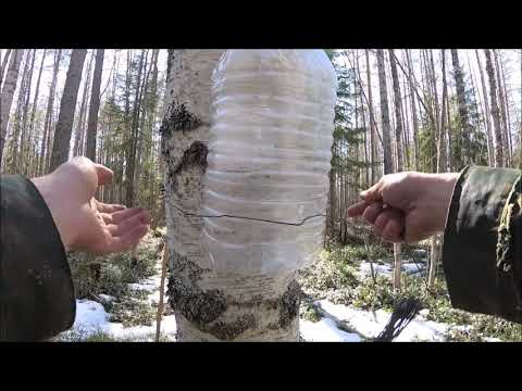 Видео: Березовый сок добываю