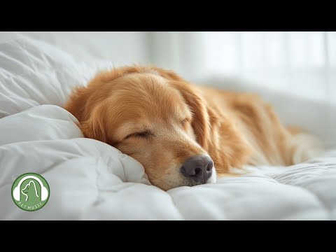 Видео: Музыка для комфортного сна вашей собаки