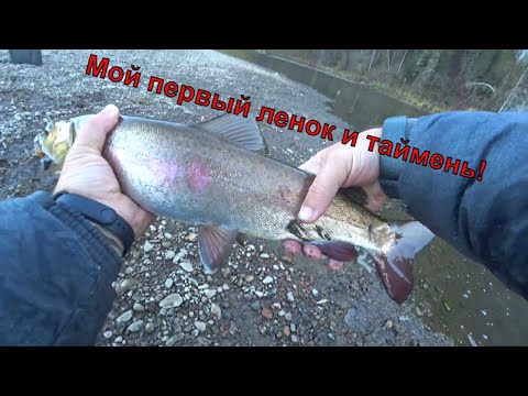 Видео: Мой первый ленок и таймень. Рыбалка в КАЙФ!