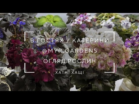 Видео: Огляд РОСЛИН в гостях у Катерини: казкові фіалки, собані і зелений балкон💚
