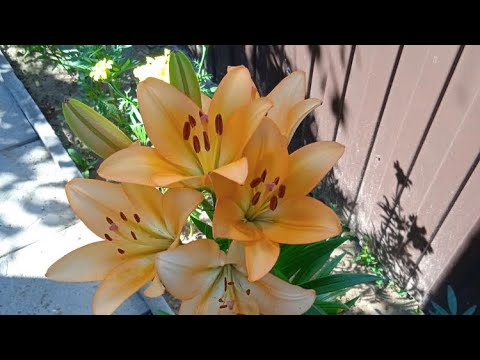 Видео: АРОМАТНЫЙ ПАРФЮМЕРНЫЙ ПРОДЖЕКТ-ПЭН НА 2024 ГОД 🌷😃🎉