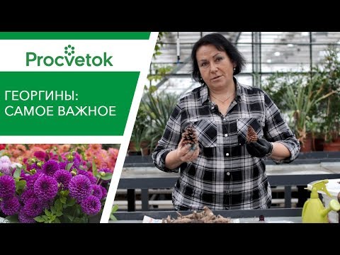 Видео: Нюансы хранения и размножения ГЕОРГИН. И при чем тут шишки?