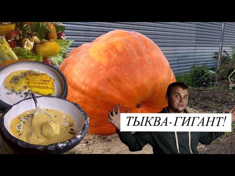 Видео: ПРОБУЮ ГИГАНТСКУЮ ТЫКВУ ИЗ КАЛУЖСКОЙ ОБЛАСТИ! Неожиданно вкусно!