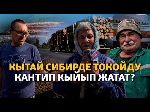 Видео: Кытай көз арткан Сибирдеги токой