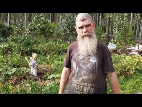Видео: Соломенное земледелие 2019 - 10 Уборка картофеля. //Живая Баня Иван Бояринцев