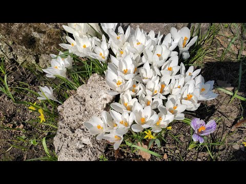 Видео: Первоцветы в Ботаническом саду