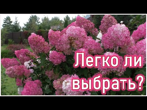 Видео: Чтобы потом не искать 10 отличий!  Гортензия метельчатая - какие соцветия бывают?