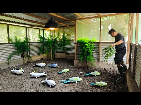 Видео: Мой естественный вольер с кореллами — подробный обзор нашего вольера с десятками птенцов корелл!