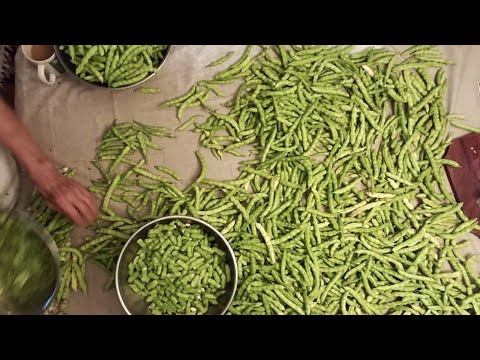 Видео: Консервирование зеленой фасоли по рецепту мамы, версия 23
