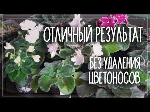 Видео: Обработка цветущих фиалок от трипса. Как избавиться от трипса не обрывая цветы