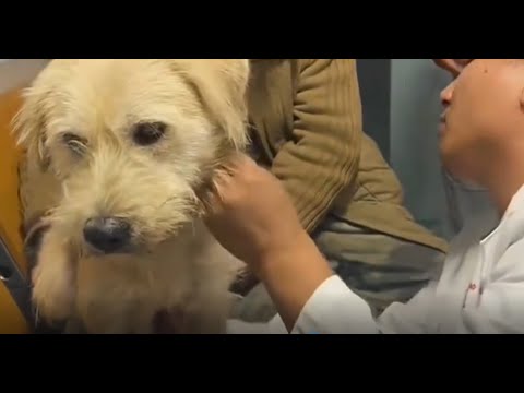 Видео: Тяжёлые времена короля Карла — история, которую вам стоит увидеть