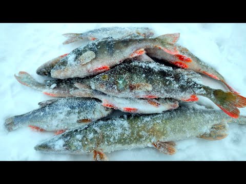 Видео: Зимняя рыбалка 2023/24. Ловля на безмотылку на реке Проня.