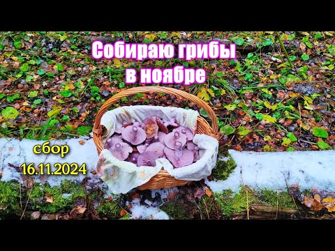 Видео: Невероятный сбор грибов  в подмосковье 16 ноября. Грибы прут