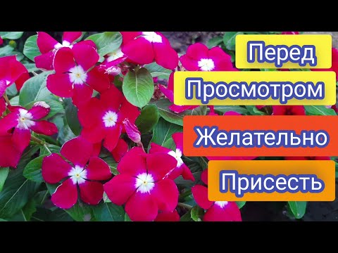 Видео: Так цветы будут цвести до зимы, пышно и красиво, Такой результат вас удивит 100%