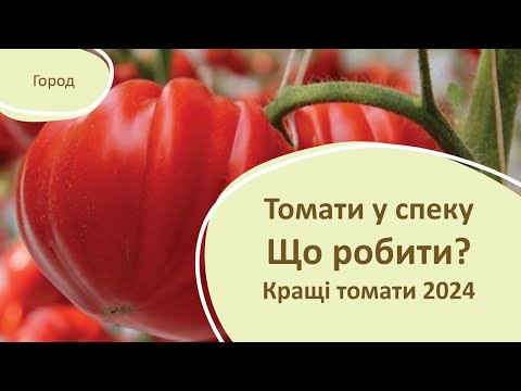 Видео: ТОМАТИ У СПЕКУ. Кращі томати 2024