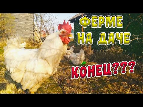 Видео: Убираю КУР из-за жалоб соседки. КУРЯТНИК в СНТ