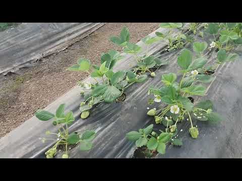 Видео: Чего не стоит делать на клубнике ...!!!!!!!