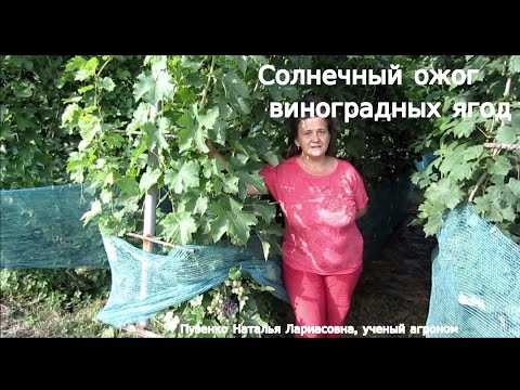 Видео: Солнечный ожог виноградных ягод. Метод борьбы.