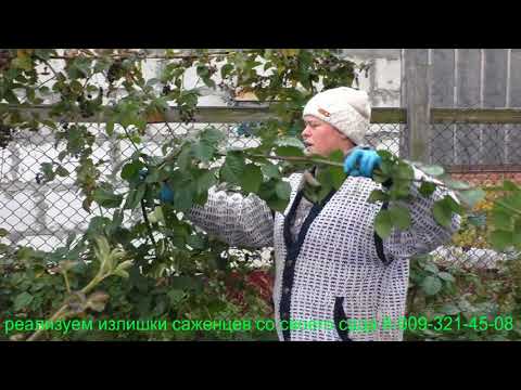 Видео: Обрезка ежевики