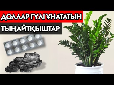 Видео: ДОЛЛАР ГҮЛІНЕ КЕРЕМЕТ ТЫҢАЙТҚЫШТАР