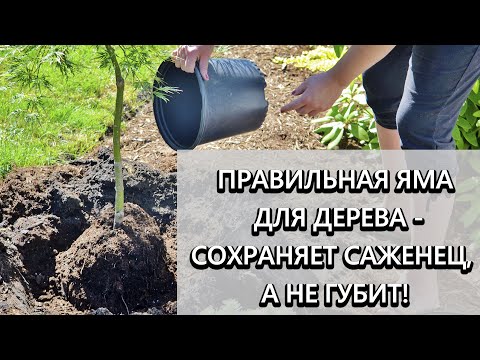 Видео: Когда сажать осенью деревья? Какого размера должна быть яма?