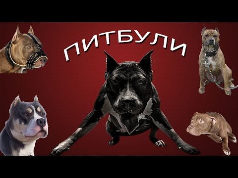 Видео: 🚫 Американский питбультерьер   МИФЫ и ПРАВДА 🚫
