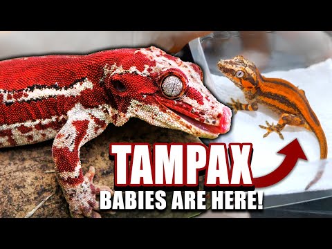 Видео: Это ЛУЧШИЕ гекконы-гаргульи, которых я КОГДА-ЛИБО вылупил!