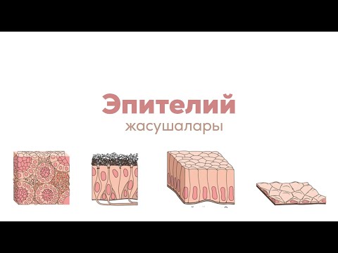 Видео: Эпителий жасушалары