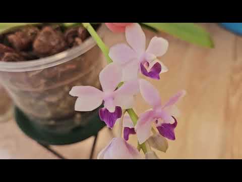 Видео: Мои орхидеи, продолжение  Цветение орхидеи Сапфир