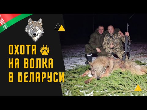 Видео: Охота на волка! Волк на Вабу!