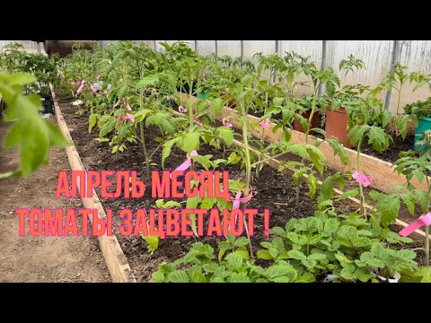 Видео: Работа с томатами после высадки в грунт в теплице. 27 апреля