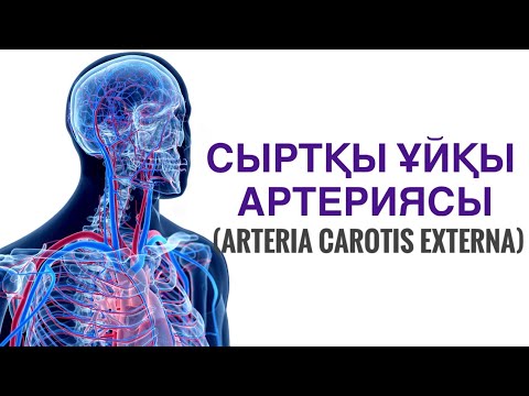 Видео: ЖАЛПЫ ҰЙҚЫ АРТЕРИЯСЫ | СЫРТҚЫ ҰЙҚЫ АРТЕРИЯСЫ | ЕҢ ОҢАЙ ТІЛДЕ