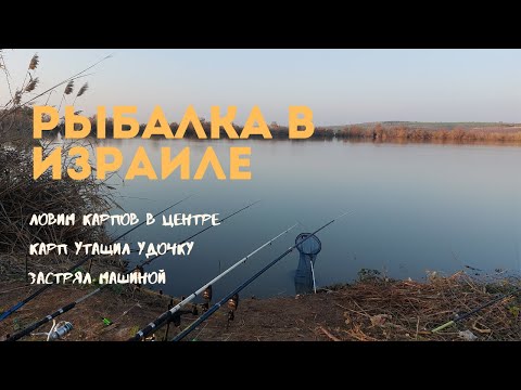 Видео: Ловим карпов в Израиле🎣Рыбалка на озере в центре😉Застрял машиной😎Хороший клев