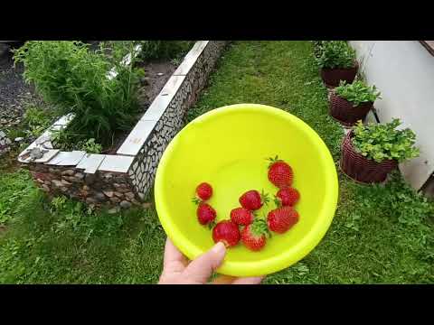 Видео: В деревне не только работаем, но и отдыхаем # Прогулка с внуками