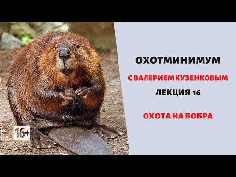 Видео: Охотминимум. Лекция 16. Охота на бобра