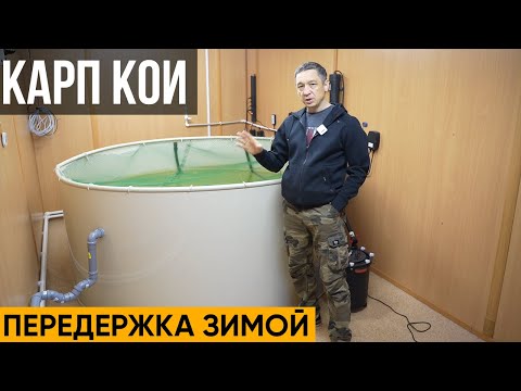 Видео: Карп Кои на передержке зимой. Что сделать с карпом кои зимой. 7 месяцев в бассейне 5 месяцев в пруду