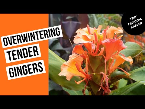 Видео: Зимующие нежные имбири