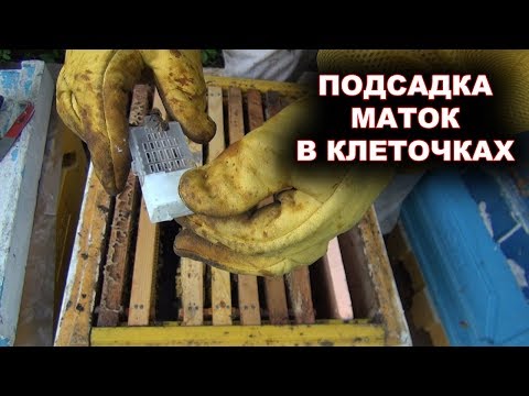 Видео: Подсадка маток в клеточках.