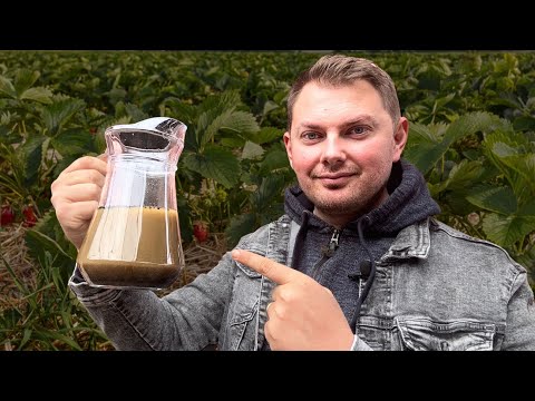 Видео: 1 литр этого удобрения = 10 тачек навоза! 🍓 (Секрет гигантской клубники)