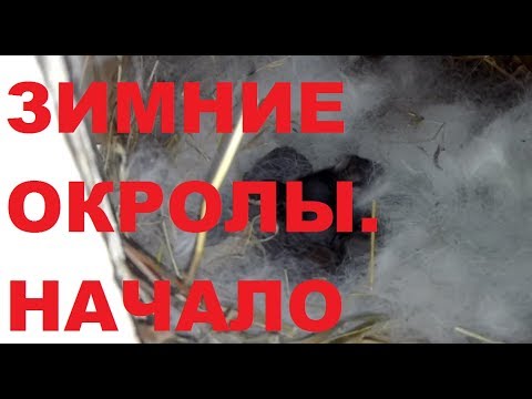 Видео: КРОЛИКИ. ЗИМНИЕ ОКРОЛЫ. НАЧАЛО
