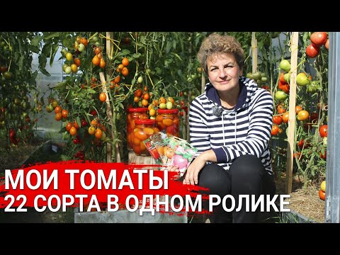Видео: МОИ ТОМАТЫ – 22 сорта в одном ролике