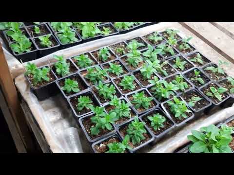 Видео: профилактическая обработка Вироном