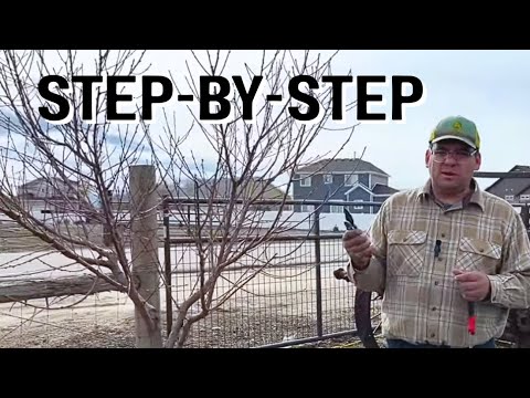 Видео: ГОД 4: Как обрезать персиковое дерево