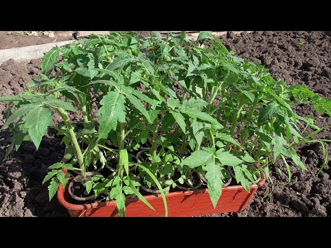 Видео: 2 ТОМАТА В ОДНУ ЛУНКУ  - КАКИЕ СОРТА НЕ ПОДХОДЯТ? Ольга Чернова.