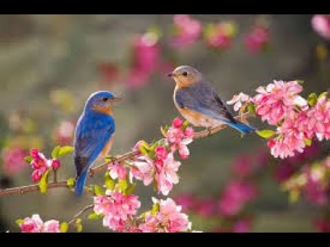 Видео: В РИТМАХ ВЕСНЫ