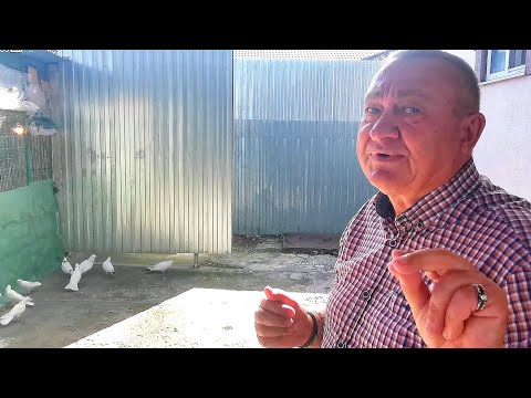 Видео: У меня в гостях Голубятник Юрий с Нижневартовска. Pigeons.