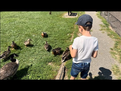 Видео: Контактний зоопарк, шкільні справи та улюблена вечеря 💕