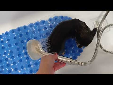 Видео: Купание Чихуахуа Зайки. Показываю и рассказываю 🙂🥰