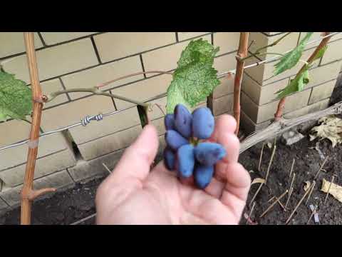 Видео: ВИНОГРАД 🍇,вызревает ли пасынковый урожай🧐, при каких условиях☝️