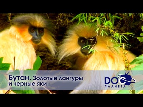 Видео: Земля.Гид для путешественников.Бутан - Фильм 2. Золотые лангуры и черные яки - Документальный